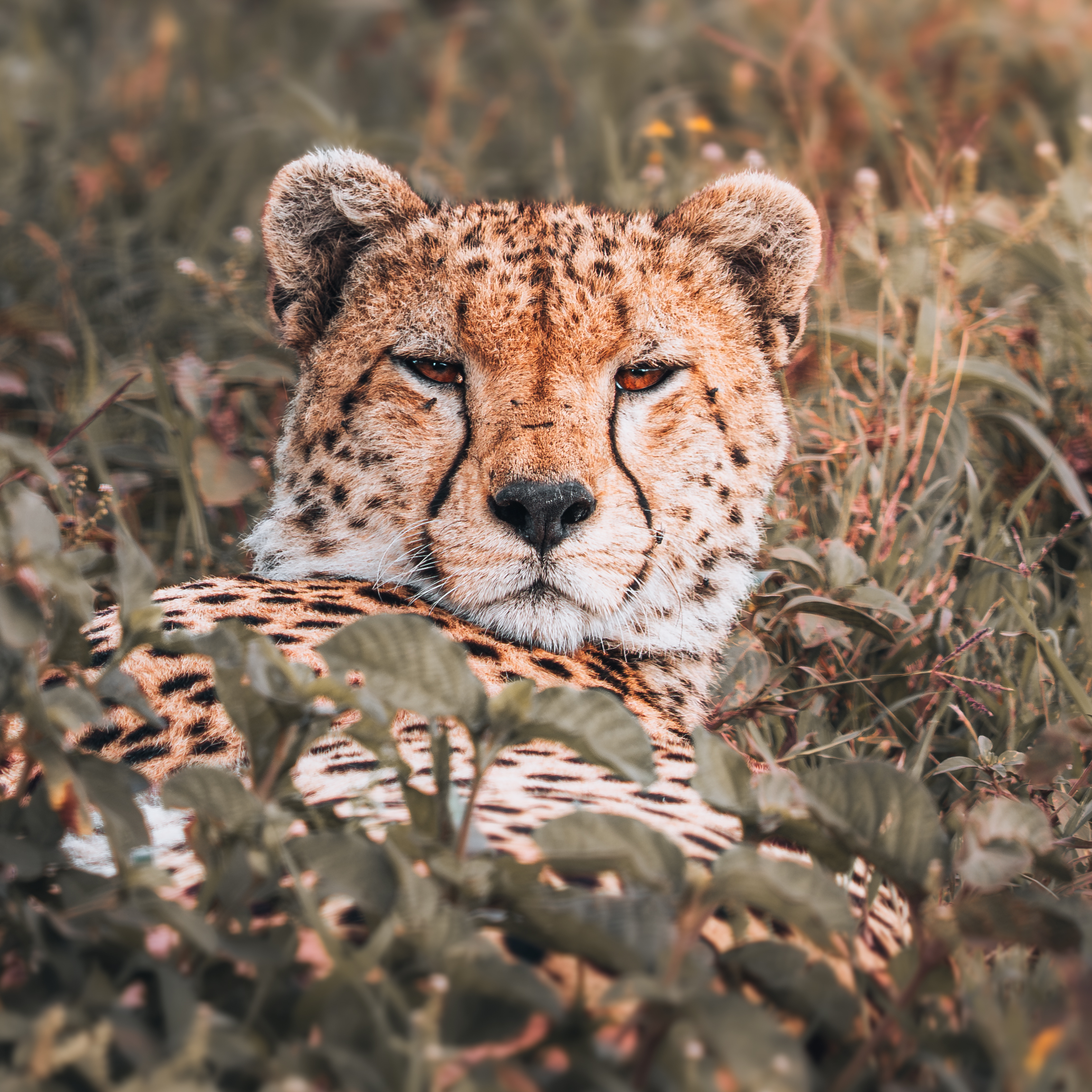 Do Not Disturb - CheetahBothered