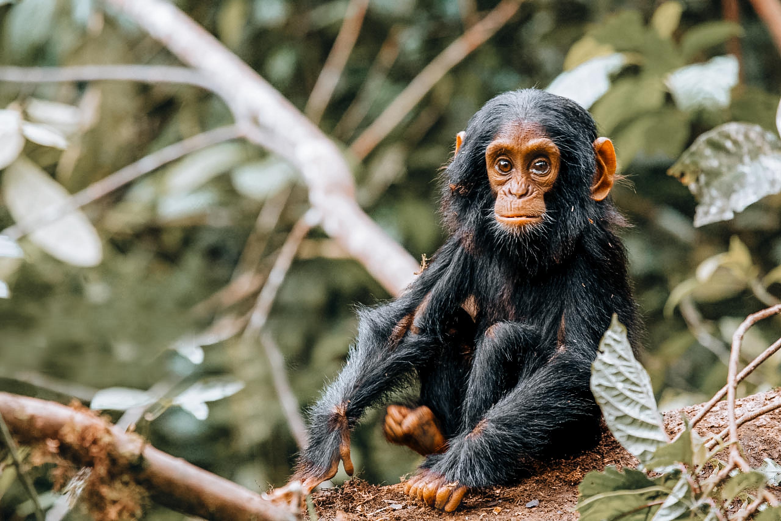 Chimpanzee in Kibale Forest