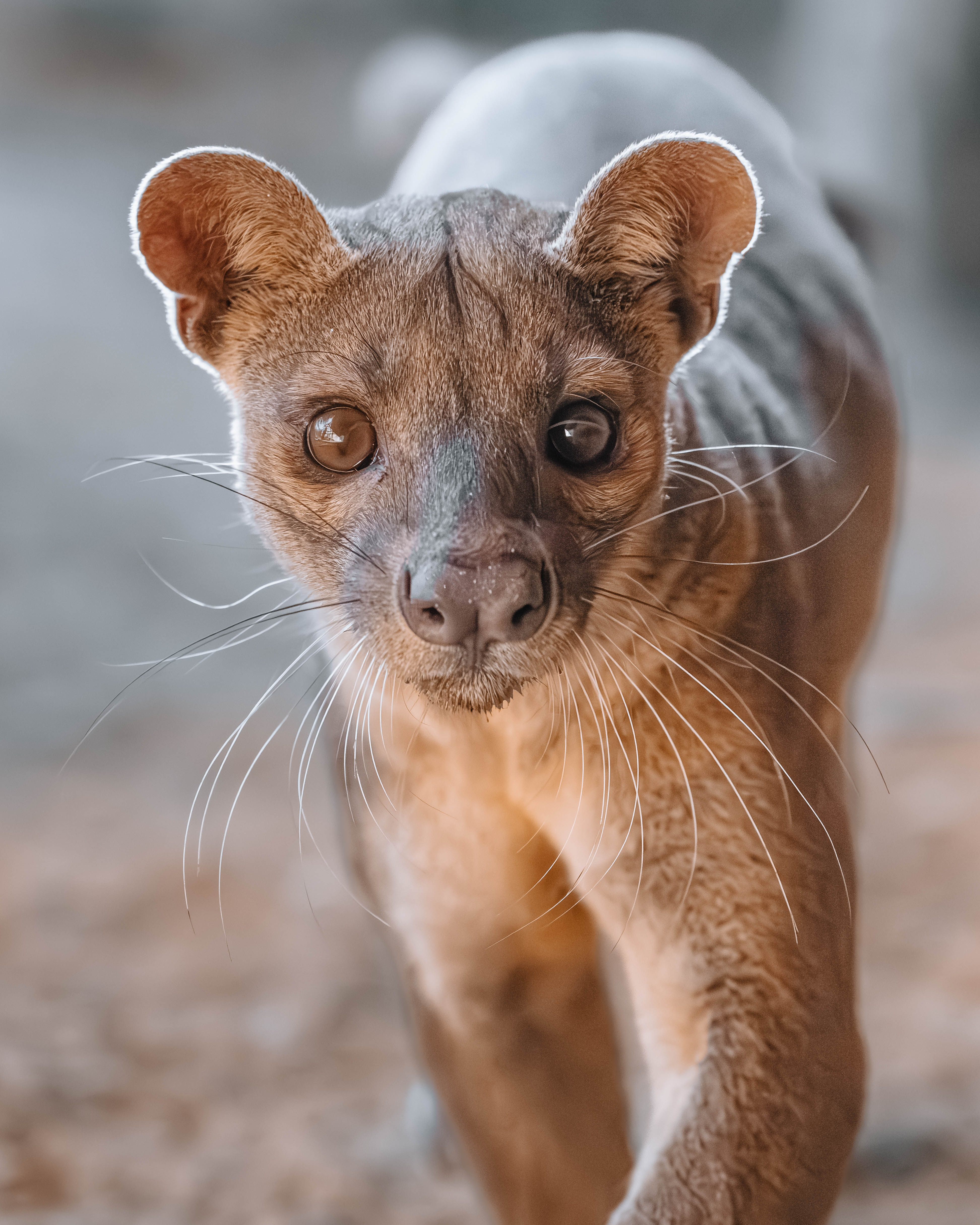 The Predator You've Never Feared