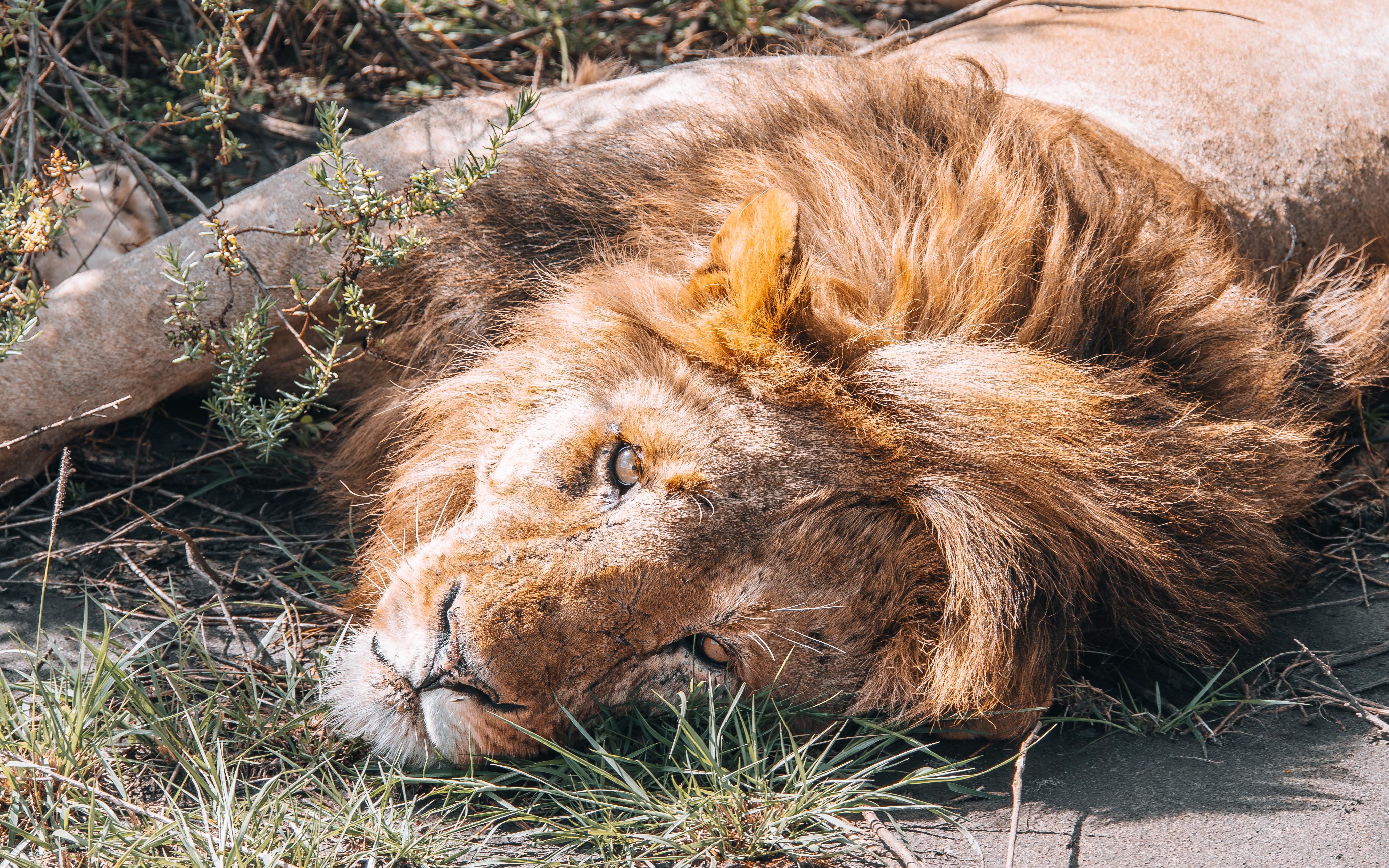 Lion on game drive