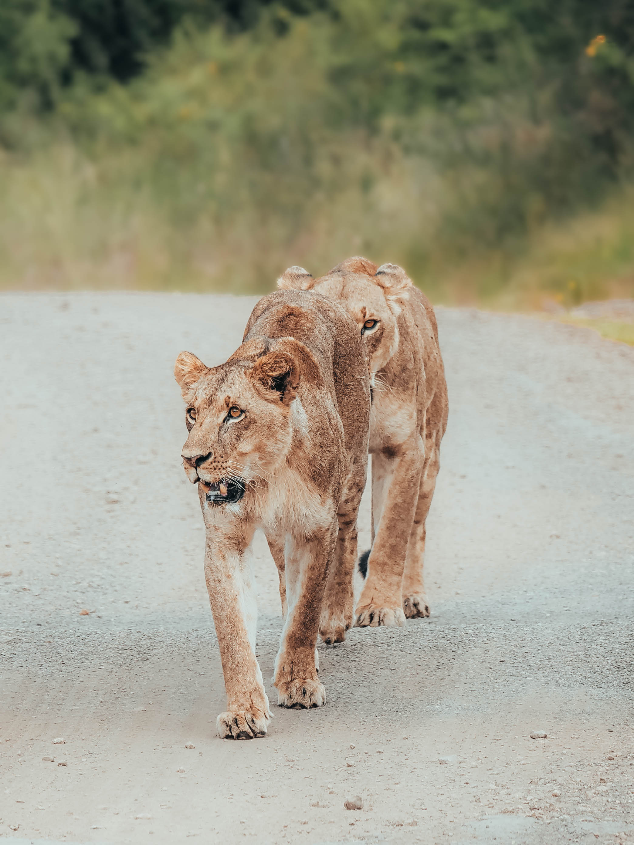 The Road Belongs to Them - LionessesWalking