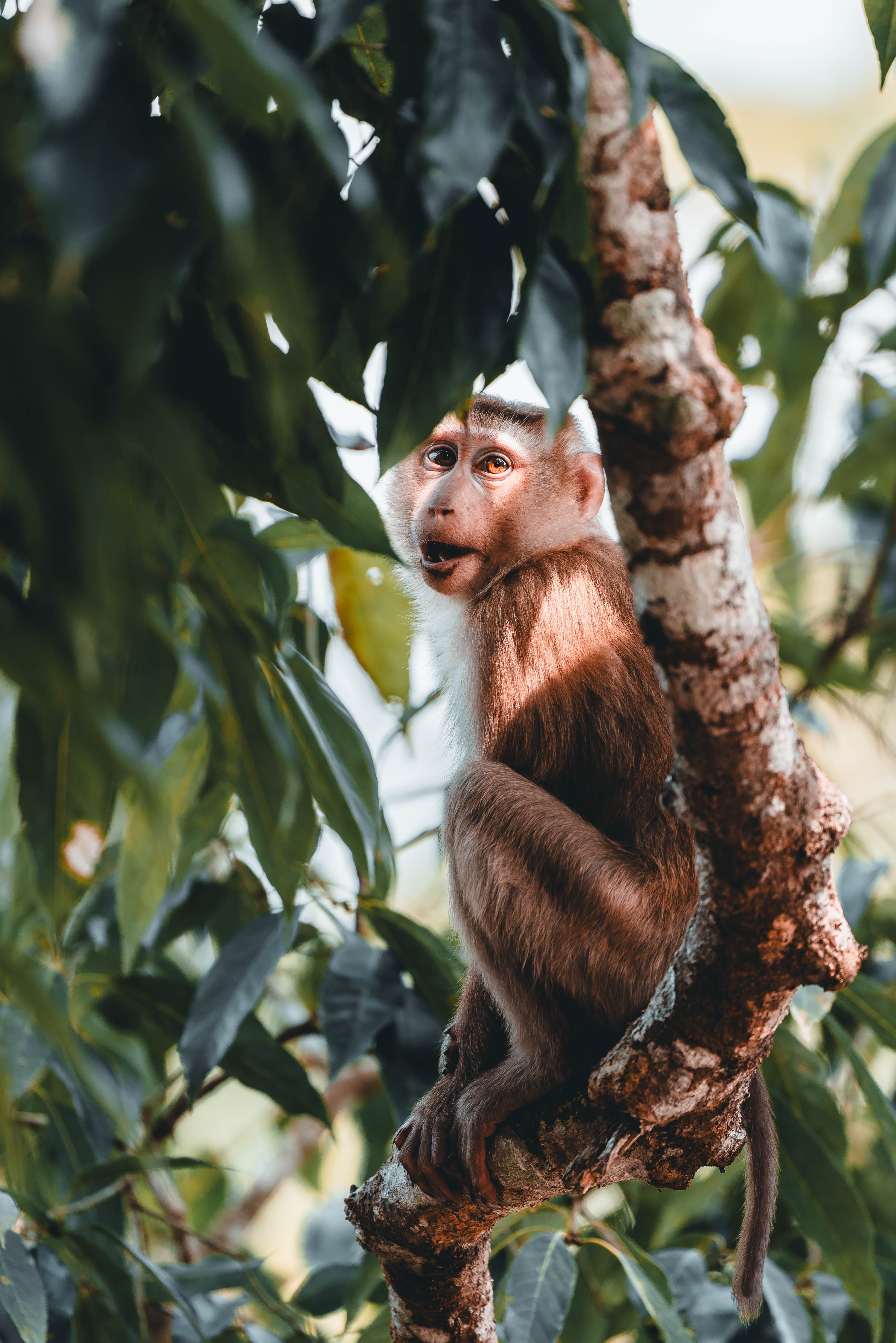 Caught Mid-Thought - MacaqueLookingInCamera