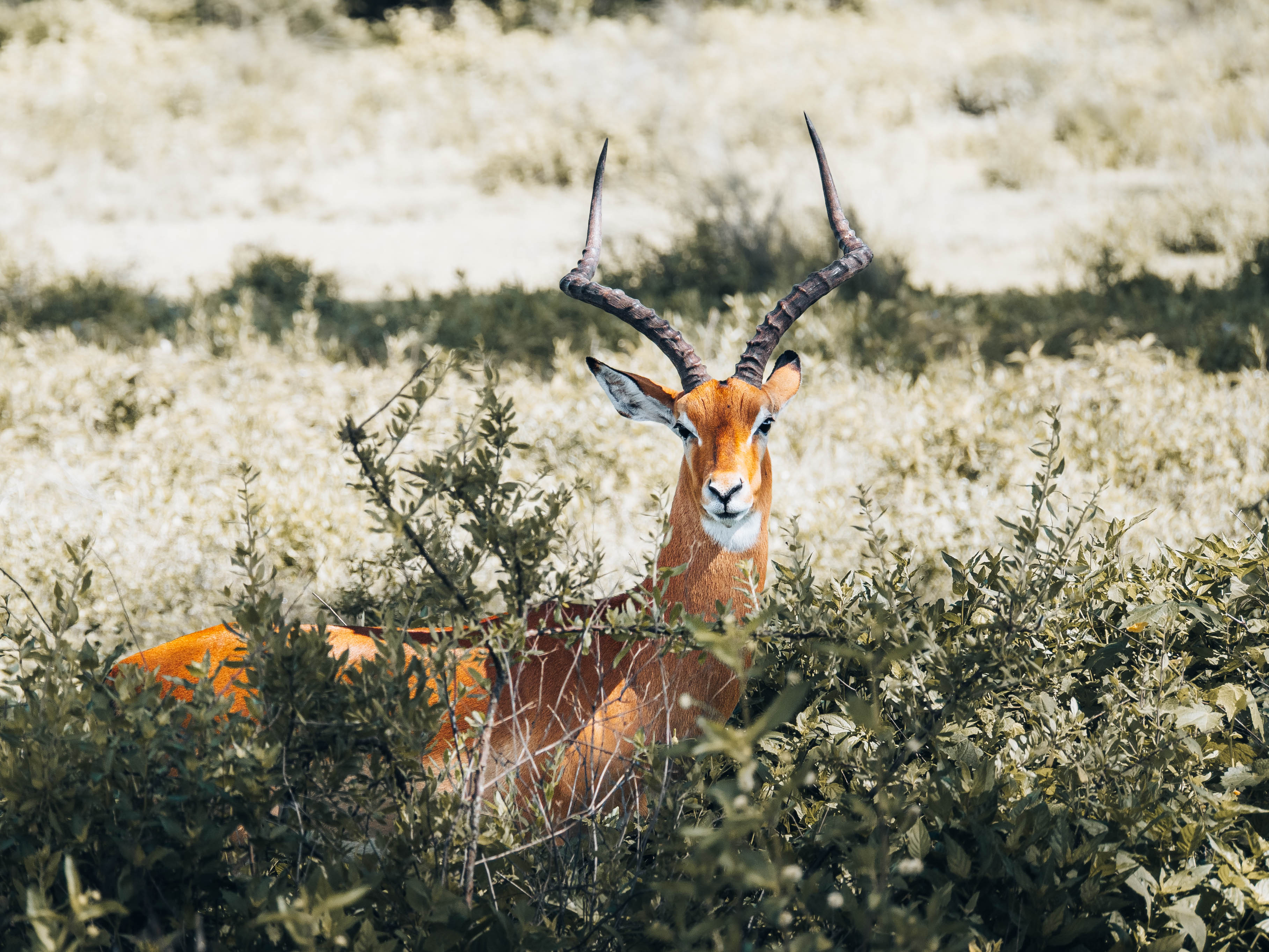 Still Life with Horns