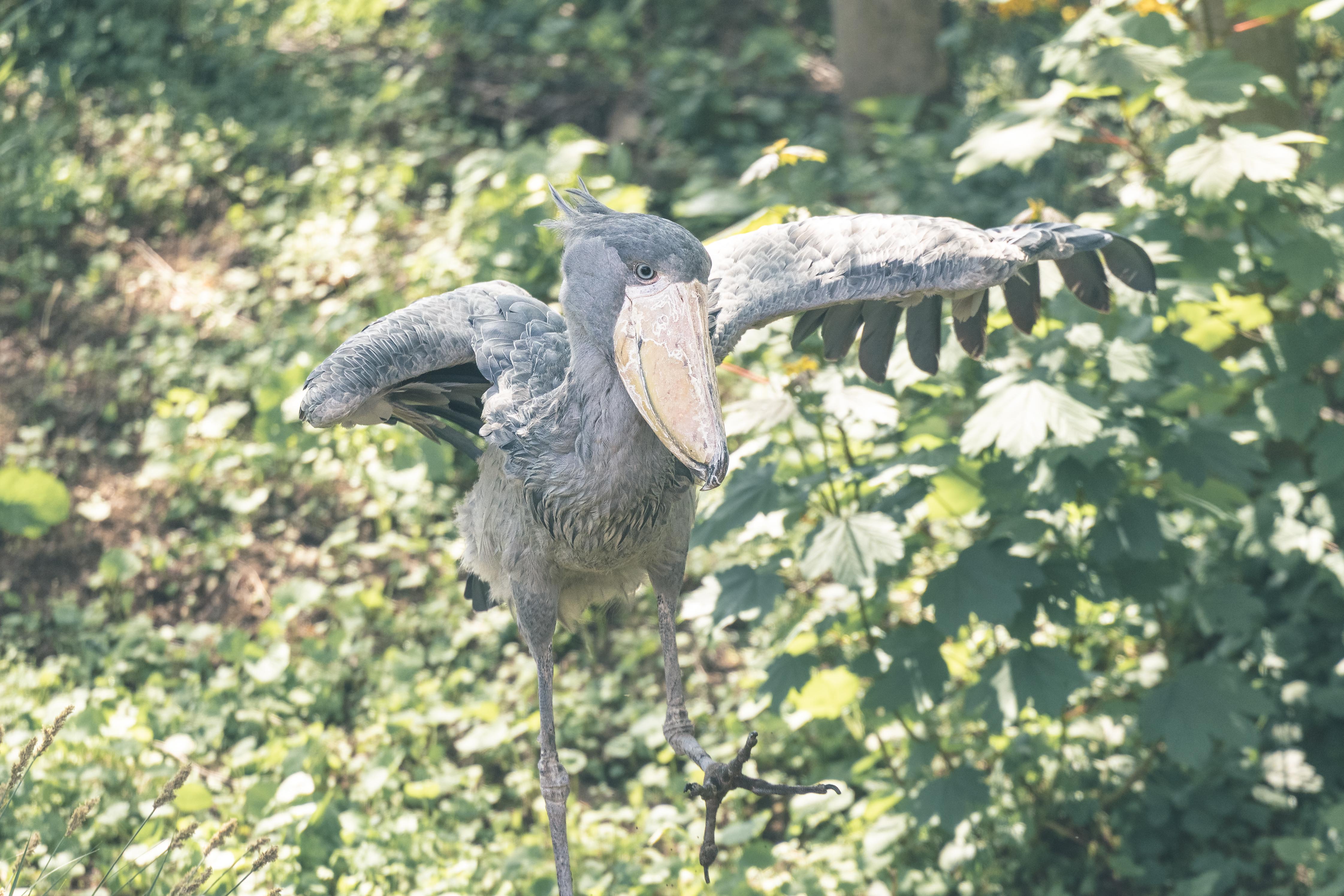 Shoebill at Mabamba Wetland