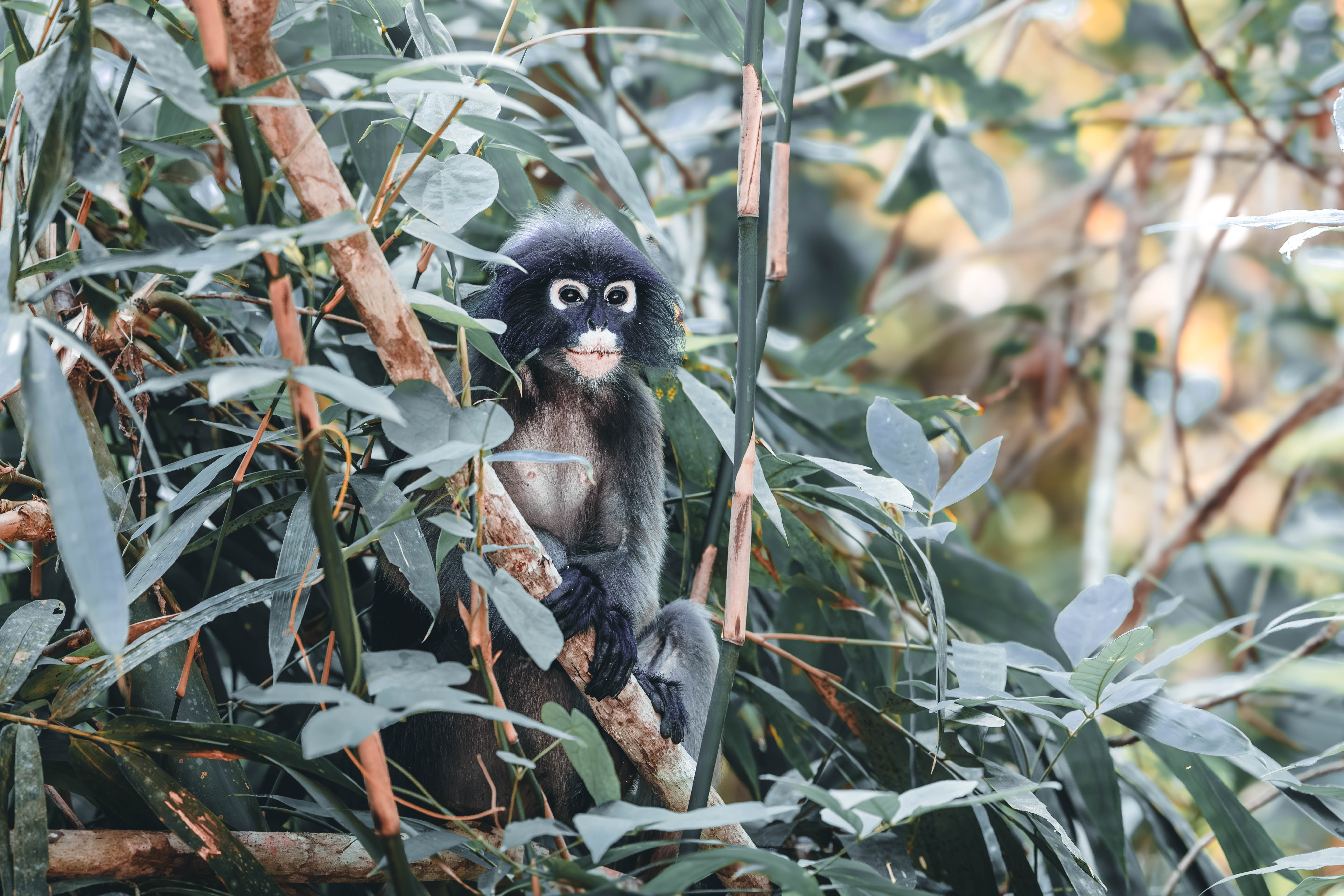 Hidden in Plain Sight - SilverLangurPortrait