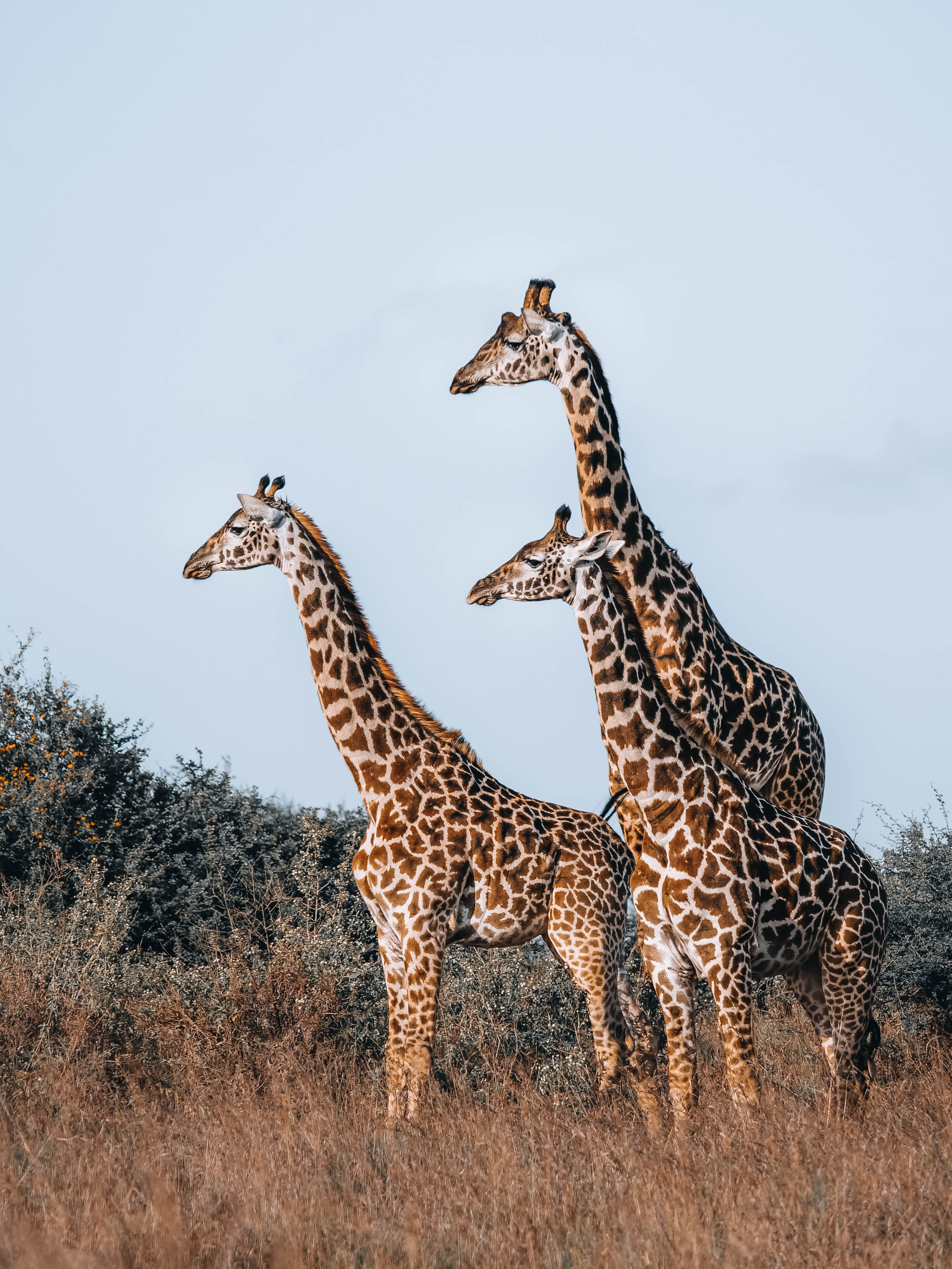 The Tower - ThreeGiraffes