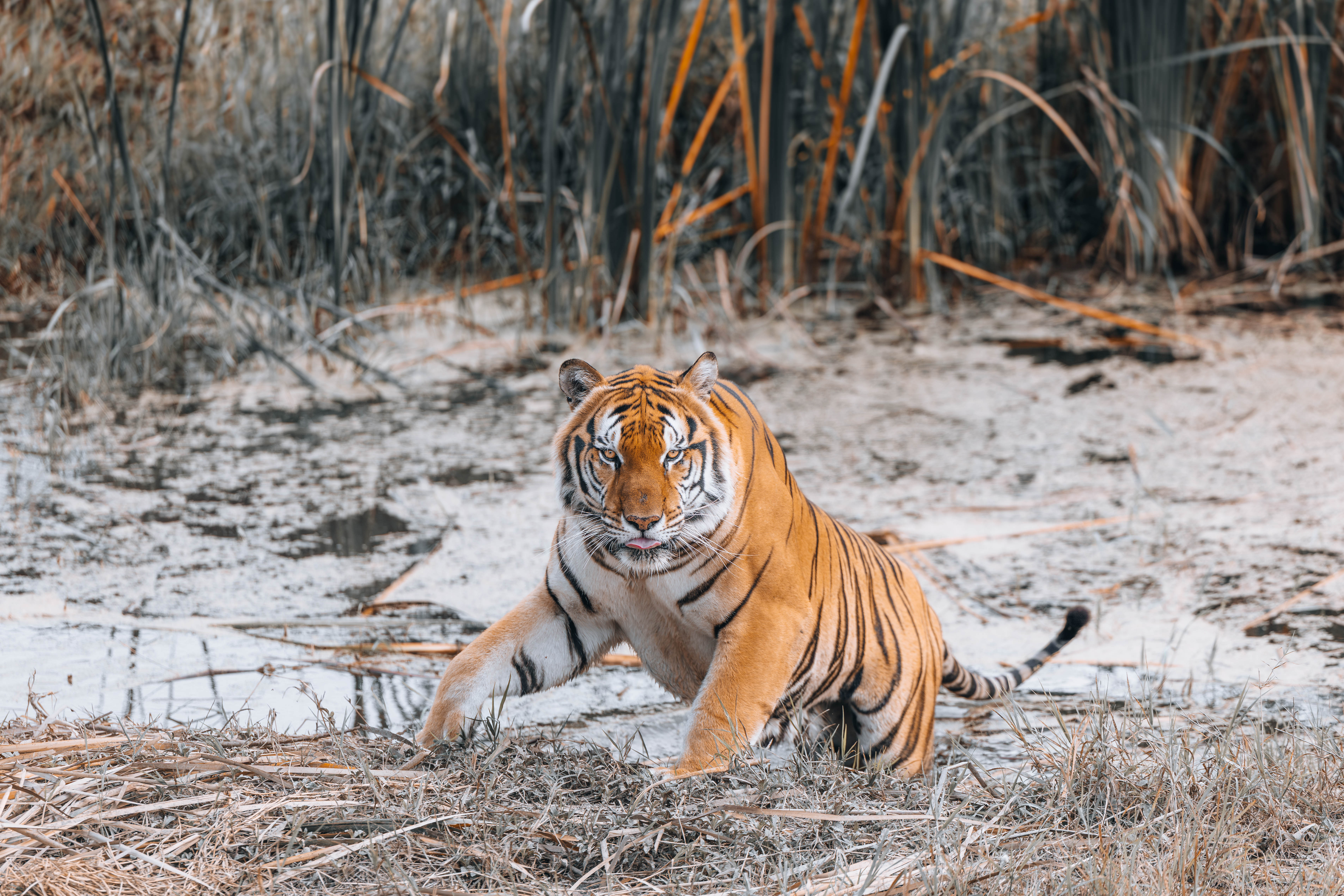 The Crossing - TigerGoingInWater